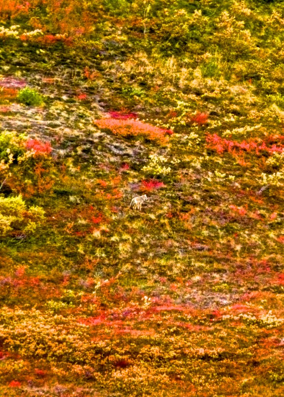 This is a picture of a real live wolf! Squint, it's there. I swear it.