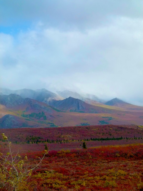 Not an alp in Denali National Park