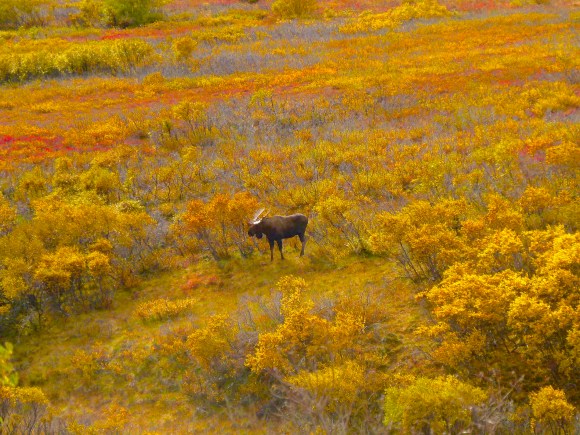 Mooses are bigger and naturally more inclined toward exhibitionism.