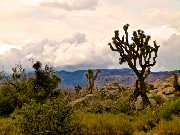 Joshua Tree