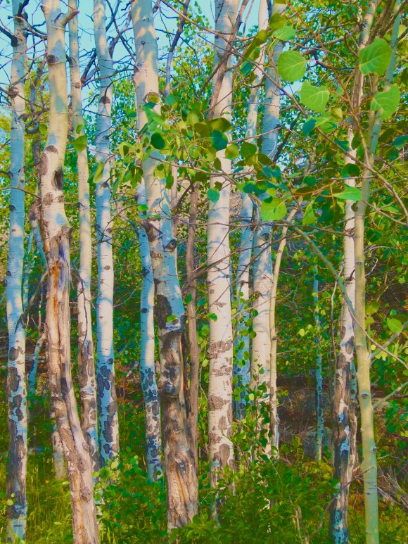 Rocky Mountain Aspens Want To Murmur To You!